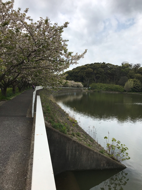 葉桜が並ぶ池の周りの遊歩道